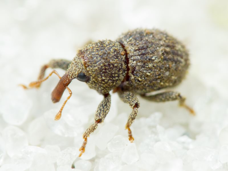 Acalles (Acalles) echinatus (Germar, 1824)